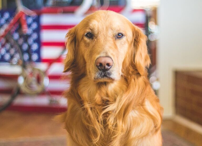 golden retriever